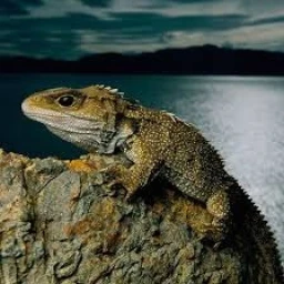 Cattos Lizard ATTACK RPのサムネイル画像